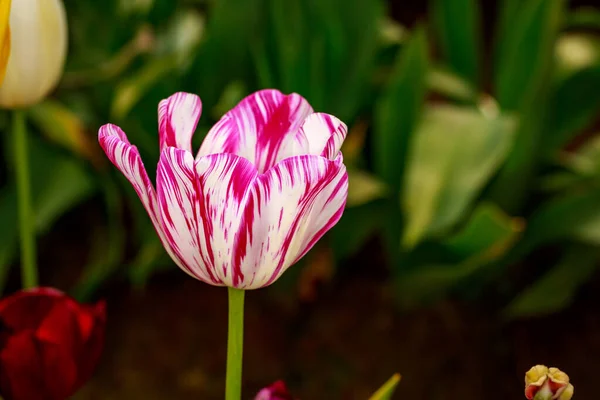 Цветущий Цветок Тюльпана Закрой — стоковое фото