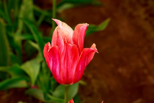美丽盛开的郁金香花 — 图库照片