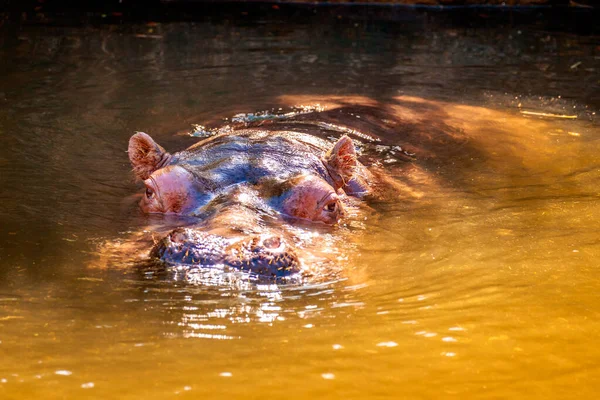 Zbliżenie Hipopotama Wodzie — Zdjęcie stockowe