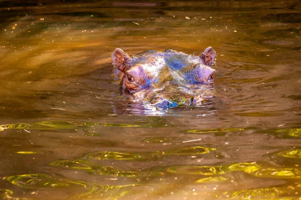 Perto Hipopótamo Água — Fotografia de Stock