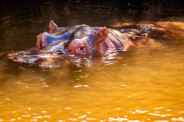 Primer Plano Del Hipopótamo Agua — Foto de Stock