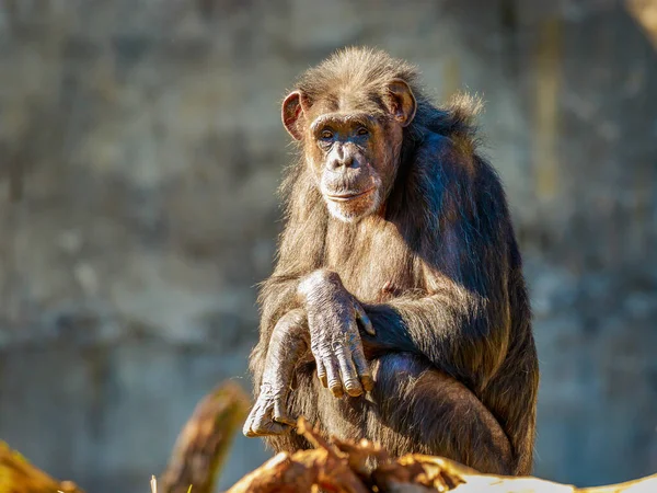 Velho Chimpanzé Descansando Zoológico — Fotografia de Stock