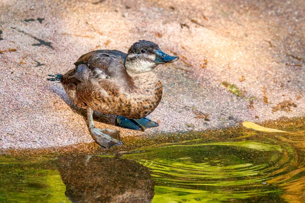 Female Maccoa Duck Zoo — Stock Photo, Image