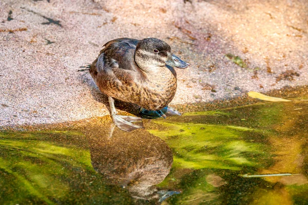 Female Maccoa Duck Zoo — Stock Photo, Image