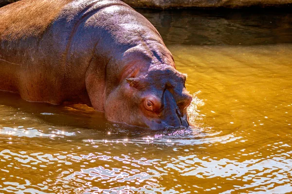 Primer Plano Del Hipopótamo Agua — Foto de Stock