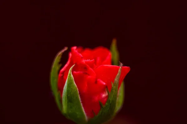 Vackra Röda Rosor Trädgården Rosor Till Alla Hjärtans Dag Eller — Stockfoto