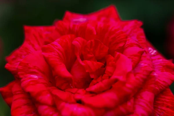 Rosa Vermelha Bonita Jardim Aumentou Para Dia Dos Namorados Aniversário — Fotografia de Stock