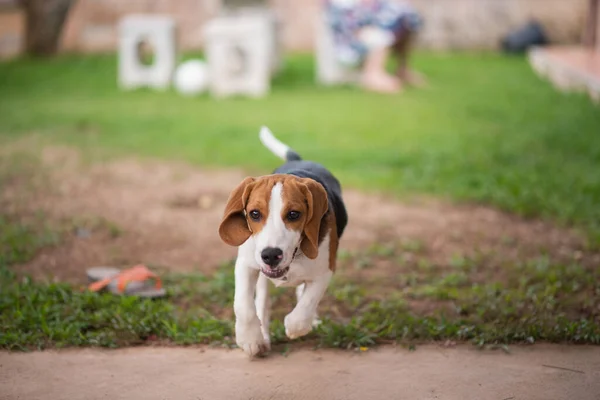 Słodkie Beagle Pies Działa Domu — Zdjęcie stockowe