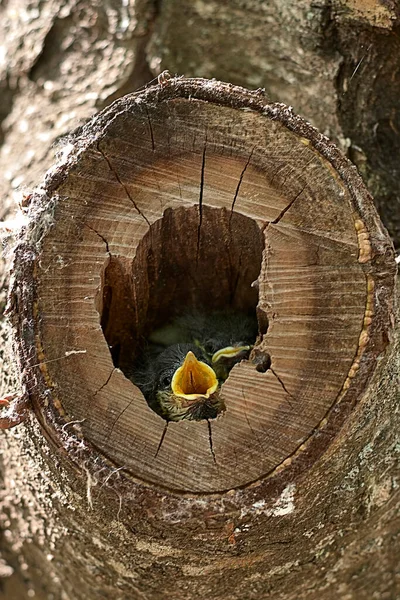 Две Маленькие Птички Гнезде Внутри Дерева — стоковое фото