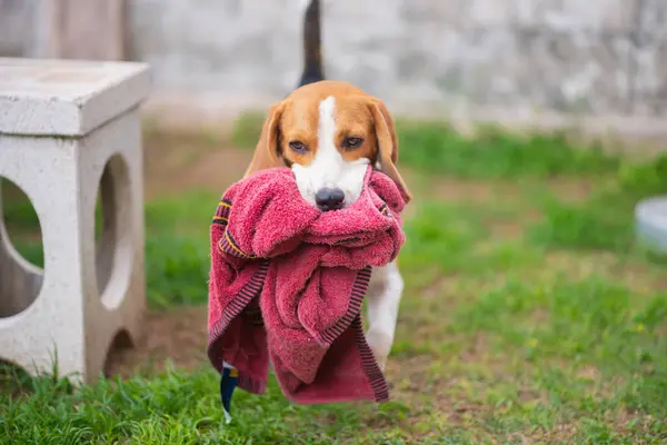 Portre Sevimli Yavru Beagle — Stok fotoğraf