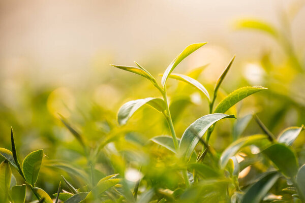Green tea and fresh leaves, nature green tea concept