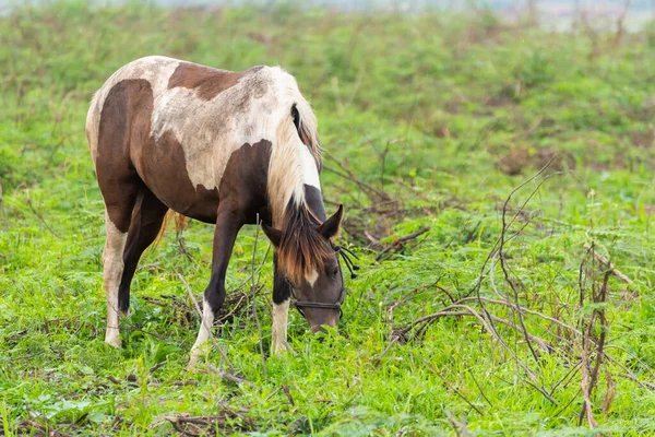 Лошади Стоящие Траве — стоковое фото