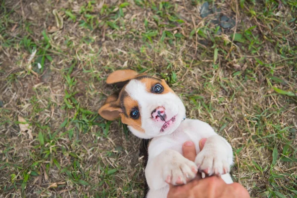Szczeniak Beagle Bawiący Się Podłodze Trawy — Zdjęcie stockowe