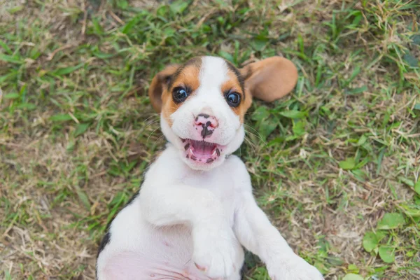Štěně Beagle Hrát Travnaté Podlaze — Stock fotografie