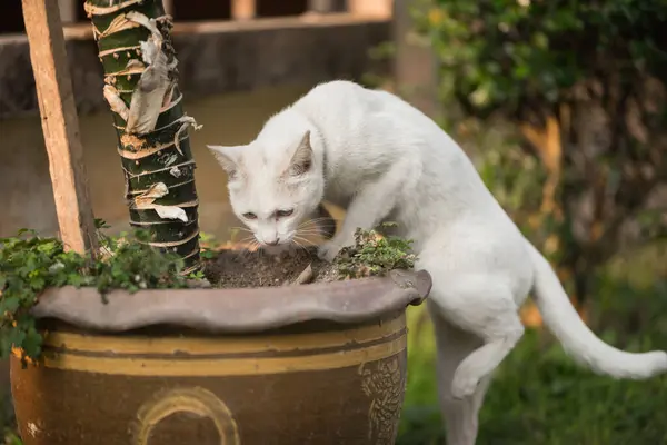 Πορτρέτο Του Λευκή Γάτα — Φωτογραφία Αρχείου