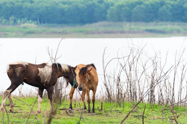 Horses Standing Grass Field —  Fotos de Stock
