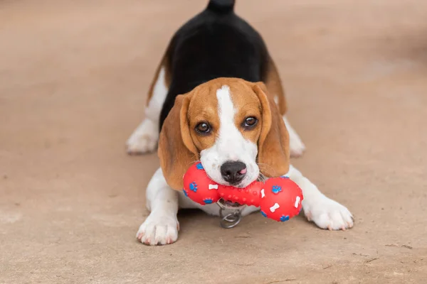 Ładny Pies Gończy Jego Zabawka Koncepcja Życia Zwierząt — Zdjęcie stockowe