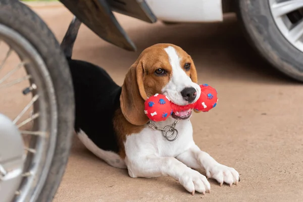 Ładny Pies Gończy Jego Zabawka Koncepcja Życia Zwierząt — Zdjęcie stockowe