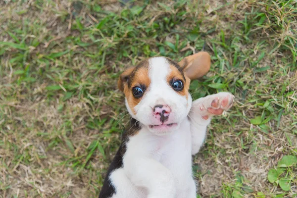 Puppy Beagle Spelen Gras Vloer — Stockfoto