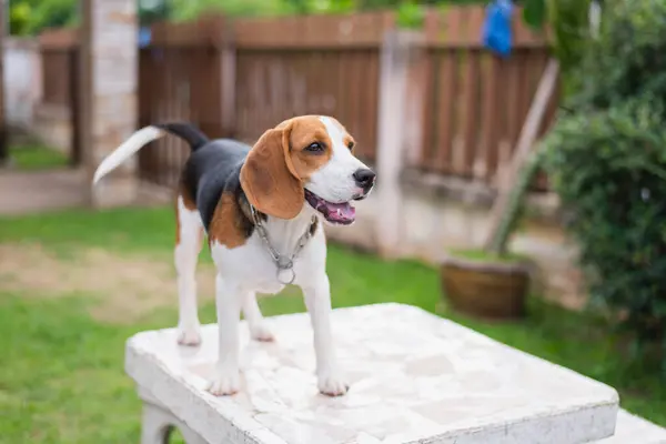Χαριτωμένο Beagle Λευκό Τραπέζι — Φωτογραφία Αρχείου
