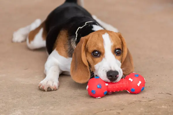 Cute Beagle His Toy Animal Life Concept — Stock Photo, Image