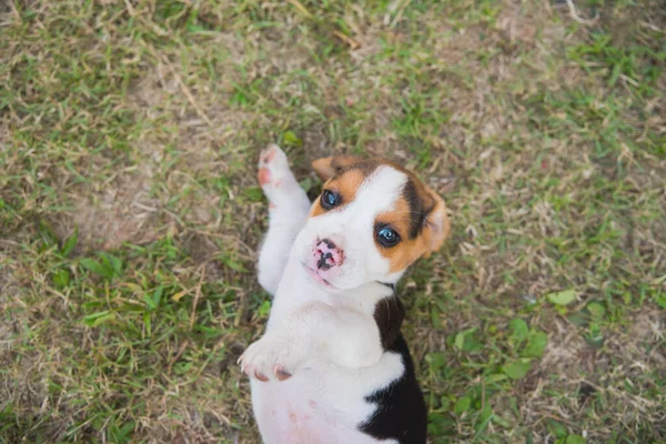 Welpe Beagle Spielt Auf Dem Rasenboden — Stockfoto