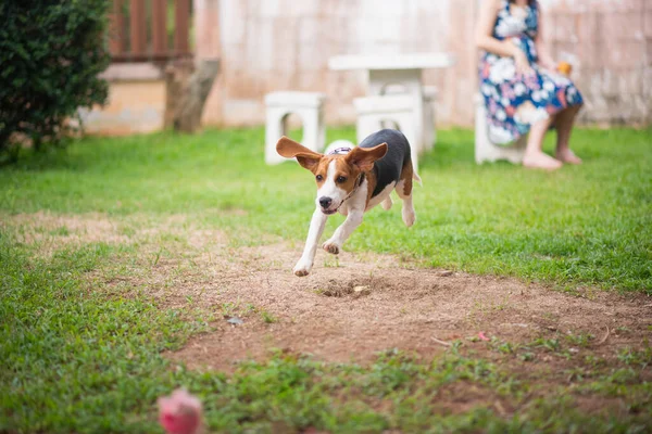 Cão Beagle Correndo Chão Grama — Fotografia de Stock