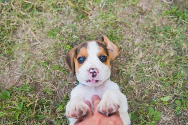 Cachorro Beagle Jugando Suelo Hierba — Foto de Stock