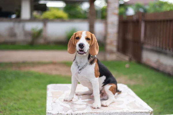 Portret Szczeniak Beagle Stole — Zdjęcie stockowe