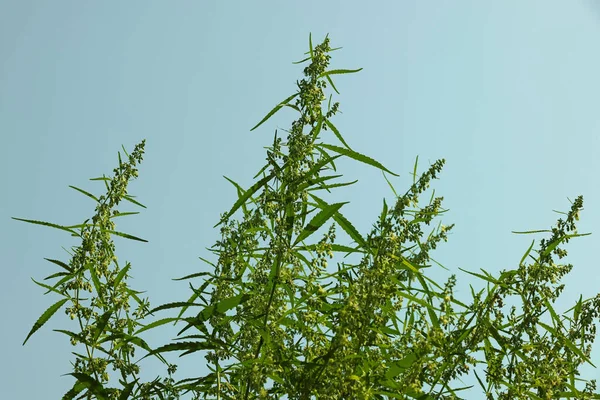 Frische Grüne Cannabisblüten Über Blauem Himmel — Stockfoto