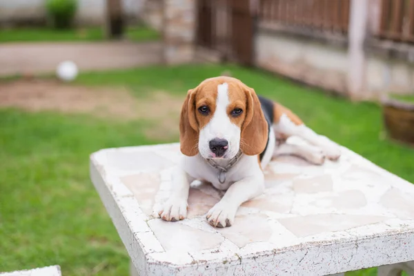 Schattig Beagle Witte Tafel — Stockfoto