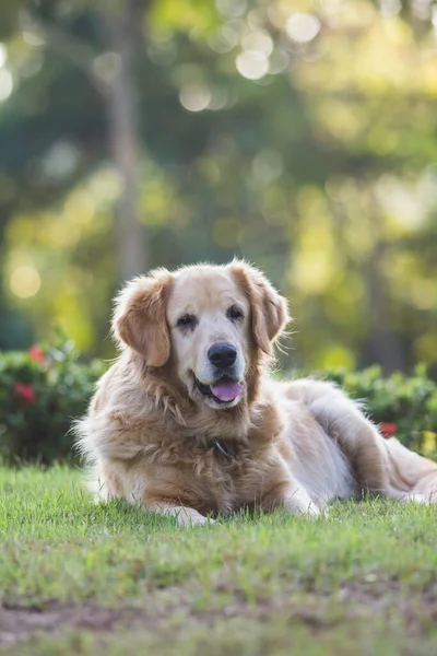 Słodkie Golden Retriever Pies Siedzi Polu — Zdjęcie stockowe