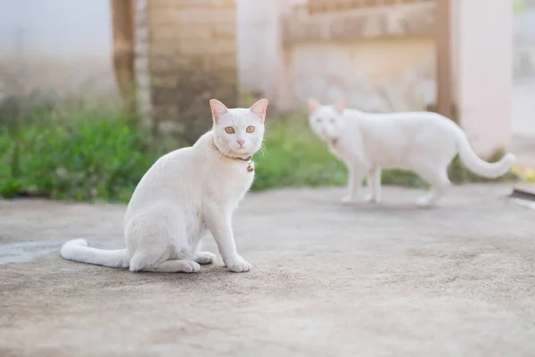 座っているかわいい白猫 — ストック写真