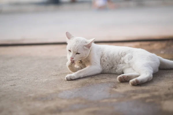 Bonito Branco Gato Mentira — Fotografia de Stock