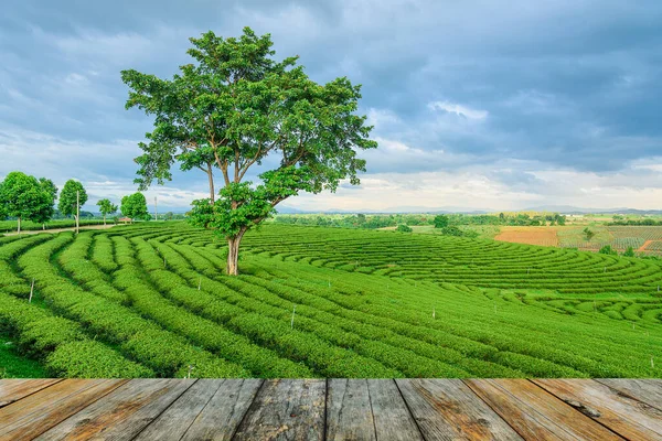 Wood Floor Green Tea Farm Chiang Rai — Stock Photo, Image