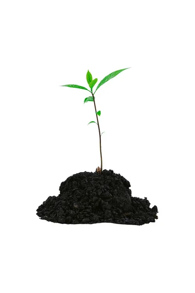 Närbild Plantering Ett Träd Som Kommer Fram Hög Isolerad Vit — Stockfoto