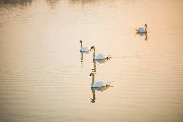 Лебеді Озері — стокове фото