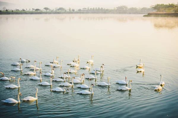 Cisnes Lago — Fotografia de Stock