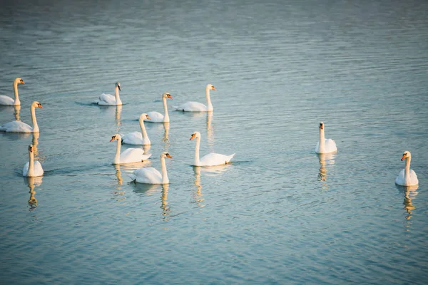 Swans Lake — Stock Photo, Image