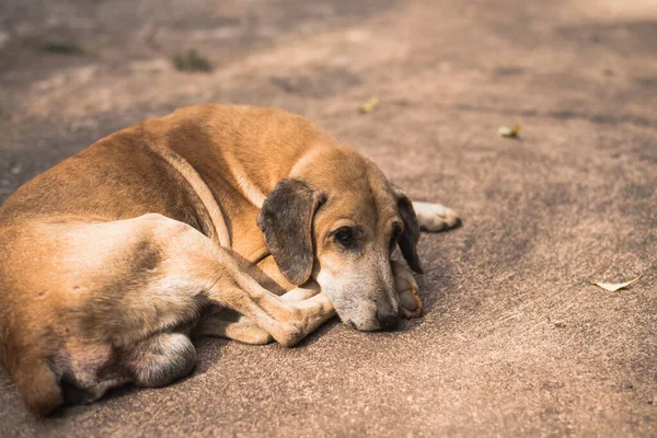 无家可归的被遗弃的棕色狗睡在街上 — 图库照片