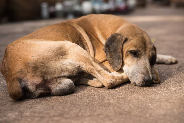 Bezdomny Porzucony Brązowy Pies Śpiący Ulicy — Zdjęcie stockowe