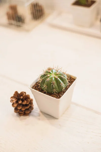 Petite Plante Verte Cactus Dans Pot Cône Arbre — Photo