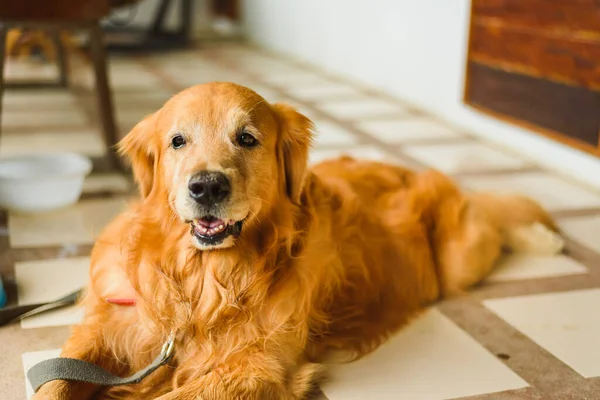 Golden Retriever Dog Στο Πάτωμα — Φωτογραφία Αρχείου