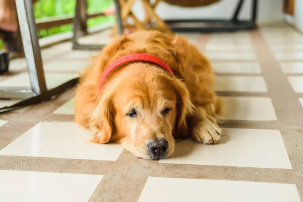 Hond Gouden Retriever Buiten — Stockfoto