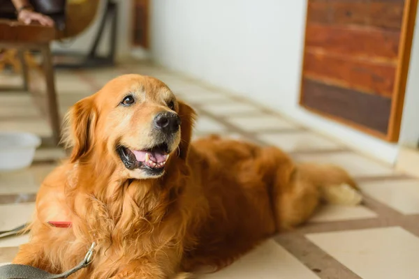 Golden Retriever Dog Πάτωμα — Φωτογραφία Αρχείου