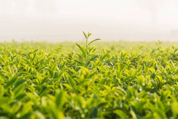 Yeşil Çay Taze Yaprakları — Stok fotoğraf
