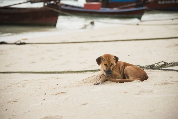 在海滩上睡觉的狗 — 图库照片