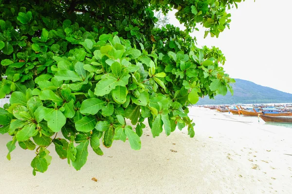 海滩上的绿叶 — 图库照片