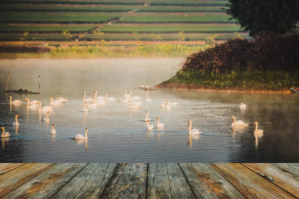 早上湖面上的木地板天鹅 — 图库照片