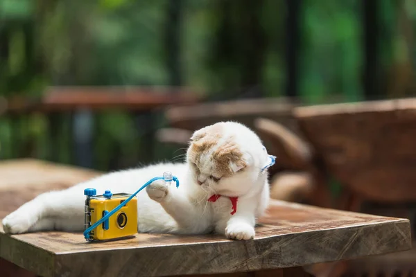 Malá Kočka Hrající Kameru Dřevěném Stole — Stock fotografie